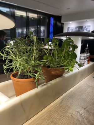 fresh herbs (rosemary and basil )  at Vapiano - Sihlcity in Zurich