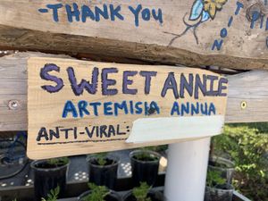 Plants for donation at Bloomingfoods Market and Deli - West Side in Bloomington
