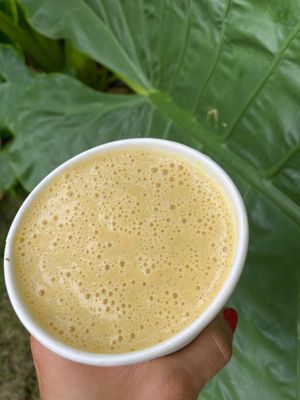  at Juicylab in Bocas Del Toro