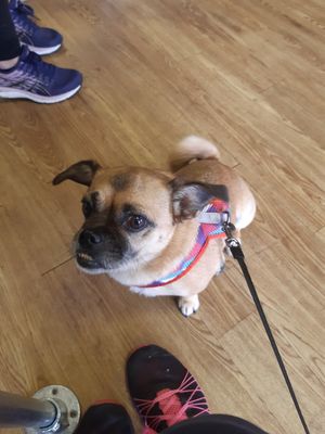 Callie is hopeful at The Frothy Bike Co in Dumfries