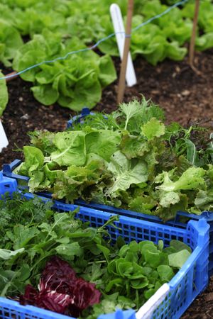 Vegetables and salads grown in the kitchen garden at Sculpture by the Lakes for The Gallery Cafe  at The Gallery Cafe in Dorchester