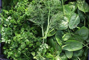 Vegetables and salads grown in the kitchen garden at Sculpture by the Lakes for The Gallery Cafe  at The Gallery Cafe in Dorchester