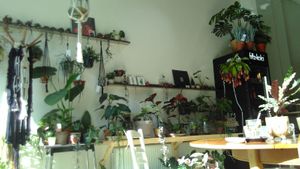 You might walk by it, thinking it's a plant shop, which would be unfortunate because it's a little oasis with lovely delicious food! at Wonderwoud in Maastricht