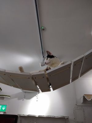 Sherlock or Watson at Catz Cafe in Dusseldorf