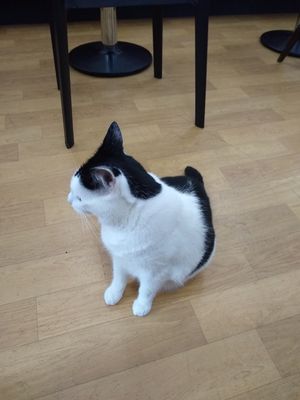 S or W at Catz Cafe in Dusseldorf