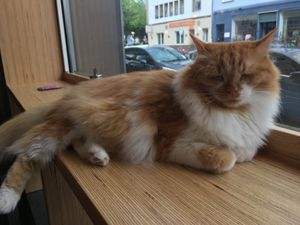 I want to call him Larry but that’s not right  at Catz Cafe in Dusseldorf