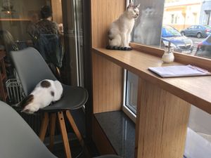 😊 at Catz Cafe in Dusseldorf