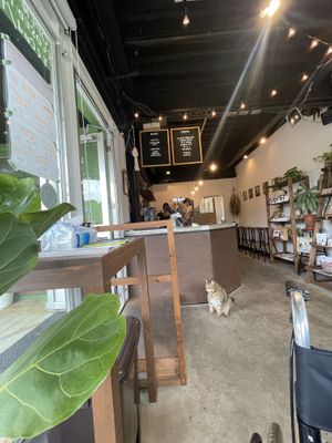 Cute cat🐈  at Cafe Halcyon in Chatan