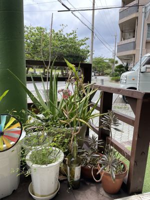   at Cafe Halcyon in Chatan