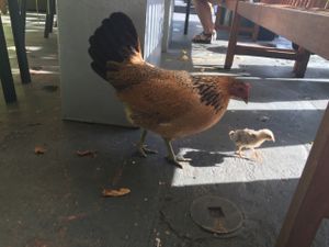 chickens! at Date & Thyme - Help Yourself in Key West