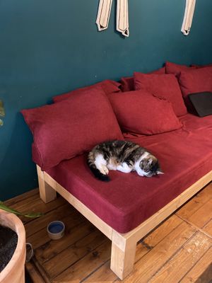 Back to black knuffel kat  at Back to Black in Amsterdam