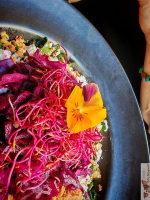 Dockside Salad
Spinach shoots, bulgur, chickpeas, pickled red cabbage, mint, chives, parsley, vegetable feta, citrus vinaigrette. at Mōpa in Paris