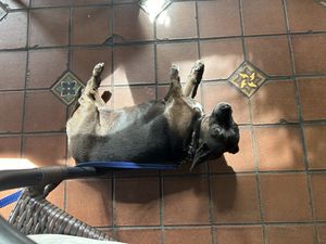 Ella relaxing 🐶  at Follow Your Heart Market & Cafe in Canoga Park