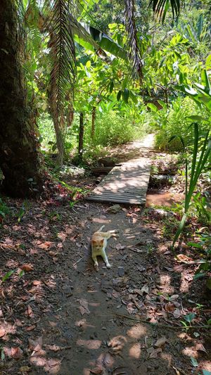Trail with resident pets at Universo Pol Bamboo Hostel in Morro De Sao Paulo