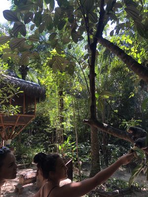 Monkeys! at Universo Pol Bamboo Hostel in Morro De Sao Paulo