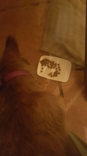 Le pusieron comida a nuestra perrita at CactusCat Bar in Barcelona