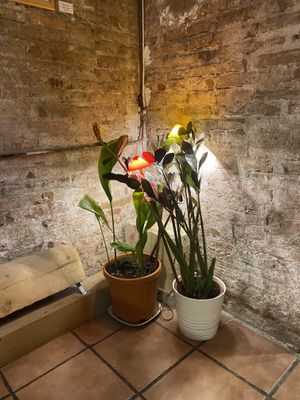   at CactusCat Bar in Barcelona