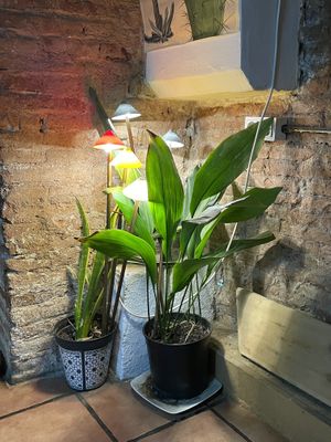   at CactusCat Bar in Barcelona