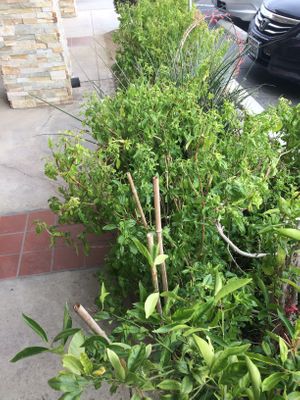 Growing herbs on site at The Thai Bistro in El Centro