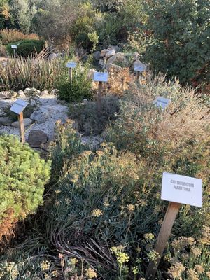   at Polis Herb Garden in Paphos