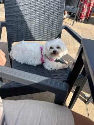   at Royal Hotel in Ross-on-wye