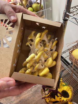 Golden oyster and chantrelle mushrooms collected by Drew, a NY State Certified Forager are on sale during mushroom season.   at Four Seasons Natural Foods Store in Saratoga Springs