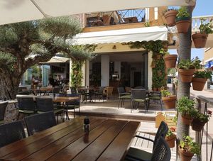The Olive Tree at The Olive Tree in Mallorca
