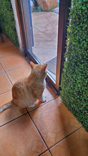 Adorable restaurant kitty! at La Amistad in Monteverde