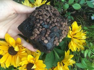 Brownie at Native Foods in Palm Springs