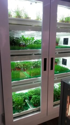 Fresh green herbs and sprouts at Adoravita in Zug