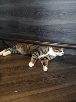 One of the cats! at Kassikohvik Nurri in Tallinn