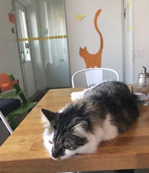  at Kassikohvik Nurri in Tallinn