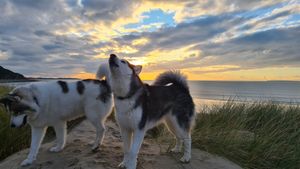 100% dog friendly rooms, restaurant and bar.  Path opposite leads across golf course and dunes to the stunning 5 mile long sandy beach at Y Branwen in Harlech
