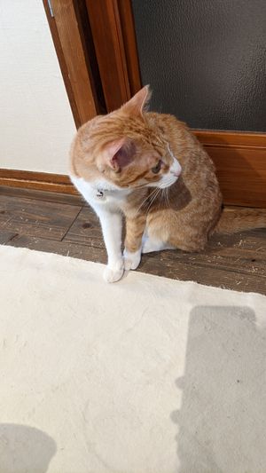Playful cat at Neu Cat Cafe in Osaka