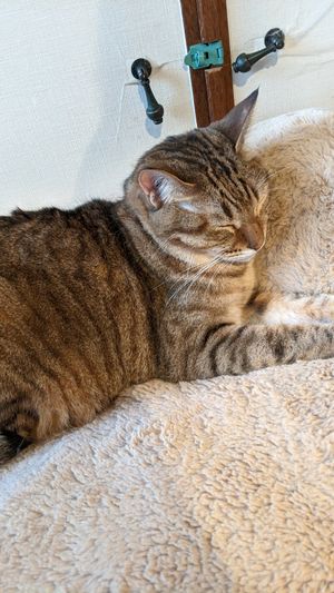 Sleeping at Neu Cat Cafe in Osaka