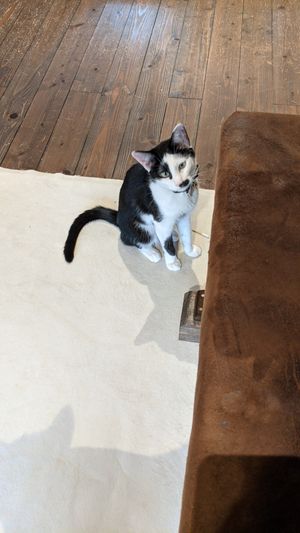 Energetic cat at Neu Cat Cafe in Osaka