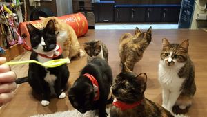 The cats eat healthy too! at Neu Cat Cafe in Osaka