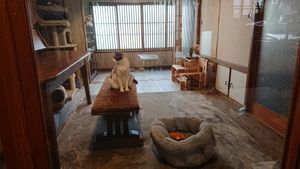  at Neu Cat Cafe in Osaka