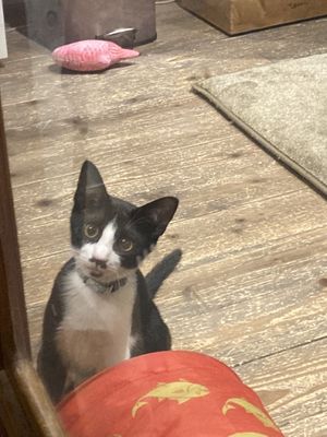 Awww  at Neu Cat Cafe in Osaka