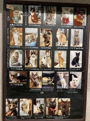 Some of the residents   at Neu Cat Cafe in Osaka