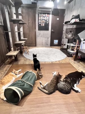   at Neu Cat Cafe in Osaka