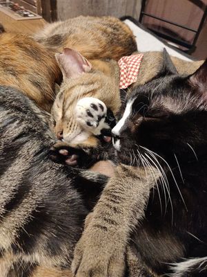  at Neu Cat Cafe in Osaka