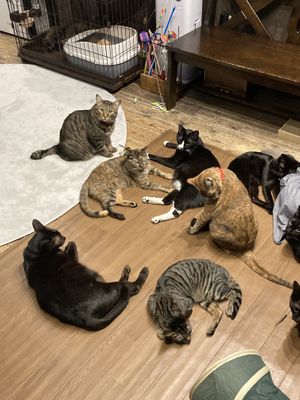   at Neu Cat Cafe in Osaka