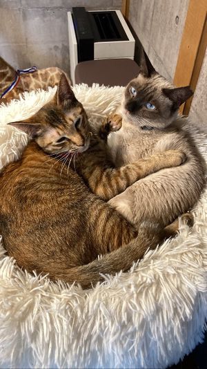   at Neu Cat Cafe in Osaka