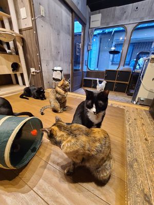  at Neu Cat Cafe in Osaka