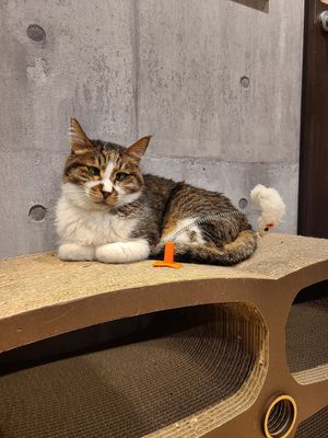  at Neu Cat Cafe in Osaka