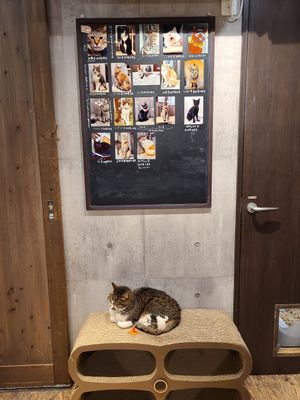  at Neu Cat Cafe in Osaka