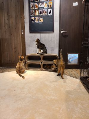  at Neu Cat Cafe in Osaka