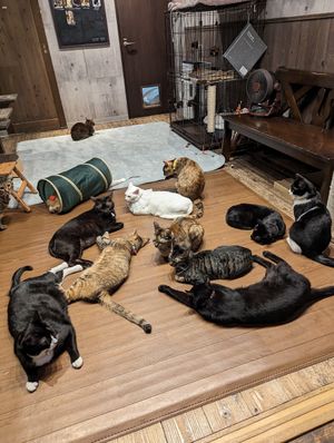 Cat room! at Neu Cat Cafe in Osaka