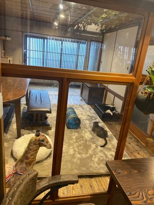   at Neu Cat Cafe in Osaka